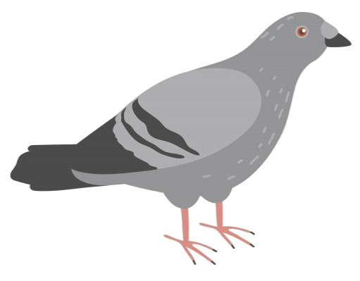 Pigeon Illustration
