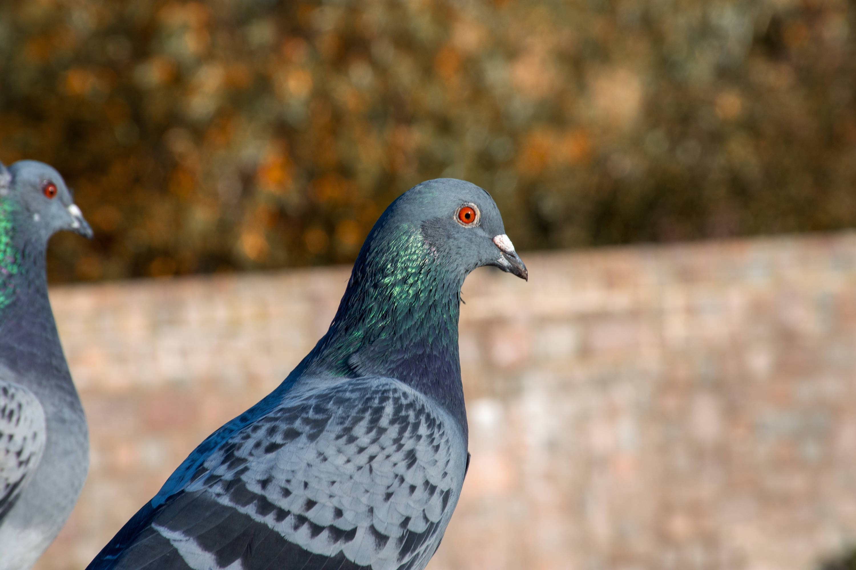 a photo of two pigeons from the side in front of an old brick wall and a hedge